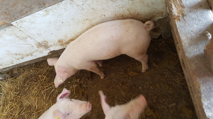 20150712_121648 - Porci - Pietrean - Duroc - Marele alb - Mangalita