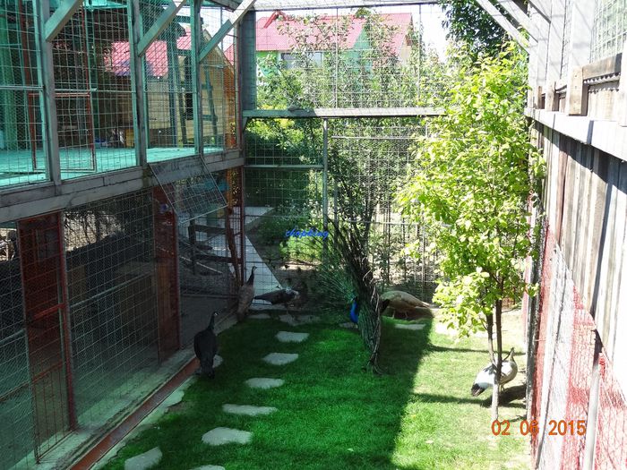 DSC00696