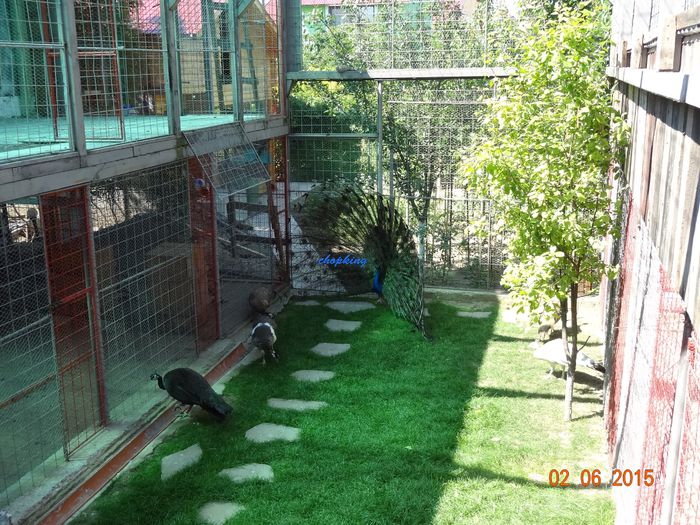 DSC00697