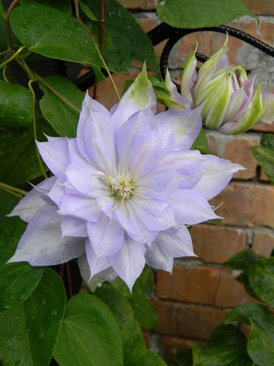 Belle of  Woking - Clematite 2015
