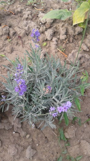 Lavanda