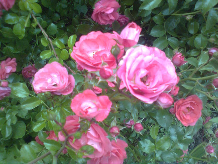  - Trandafiri taratori
