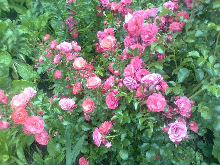  - Trandafiri taratori