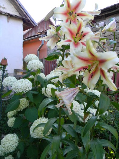  - 3 Gradina 2015