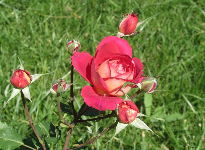 12 iulie, Docteurs Massad - 2015 trandafiri -III