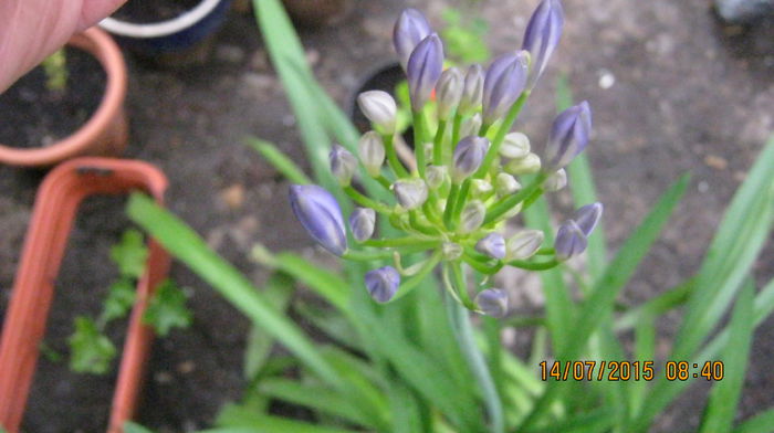 IMG_9660 - Agapanthus