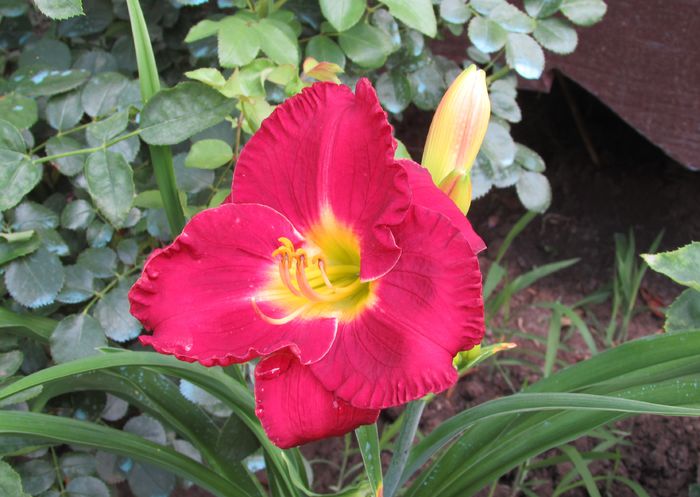 12 iulie,hemerocallis-voodoo-dancer