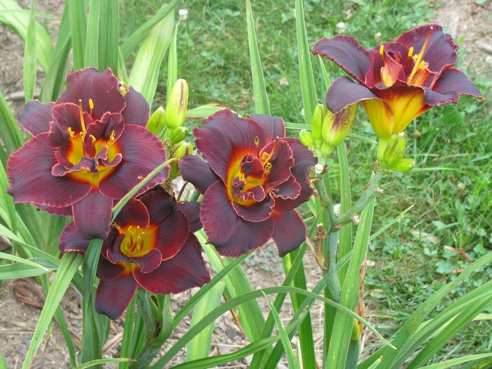 hemerocallis voodoo-dancer,poza net