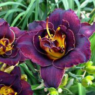 hemerocallis-voodoo-dancer,poza net