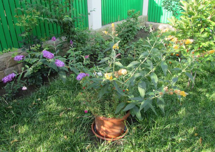 buddleja sungold  si royal red