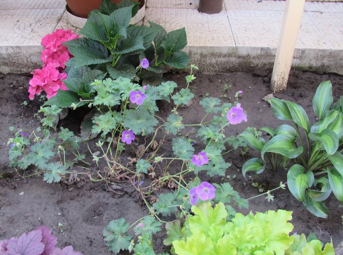 geranium rozanne