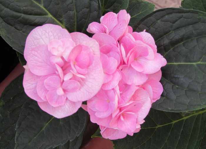 hortensia beautensia papillon