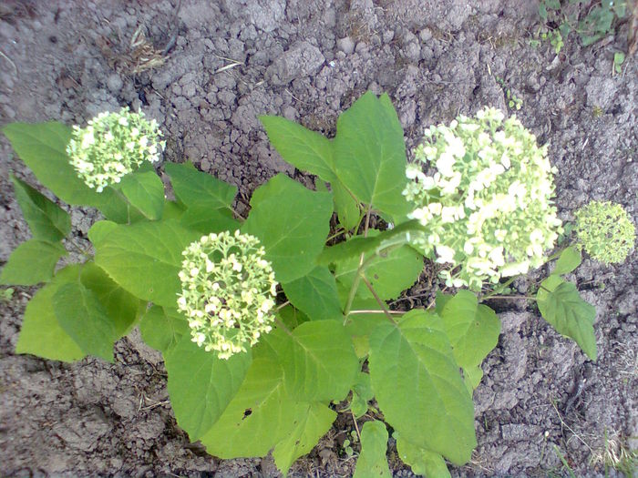 Annabelle - HORTENSIA