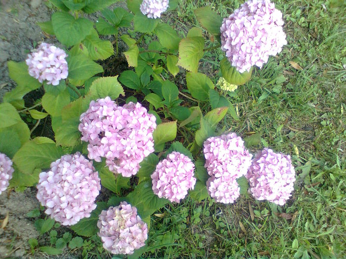 Bouget rose - HORTENSIA