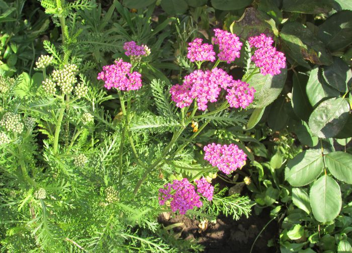 achillea paprika