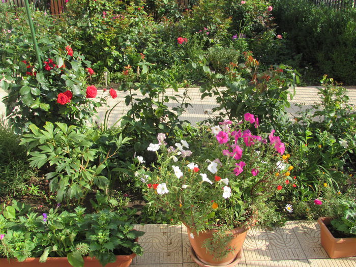 12 iulie - 2015 gradina mea