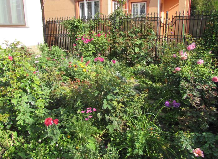 12 iulie - 2015 gradina mea