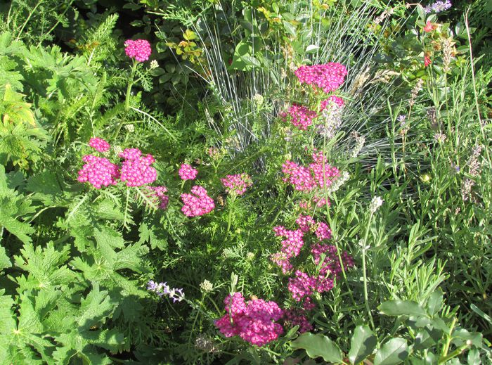 achillea paprika