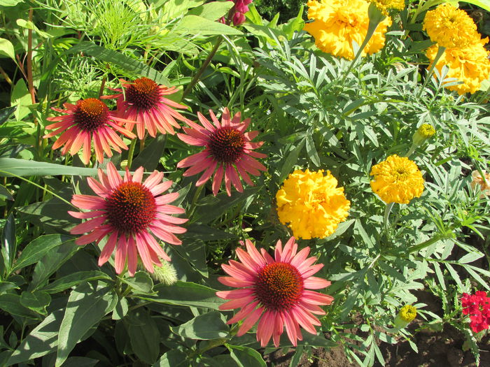 Echinacea Hot Lava,craite