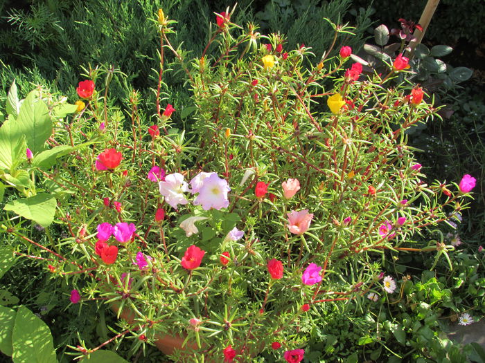 flori de piatra (portulaca)