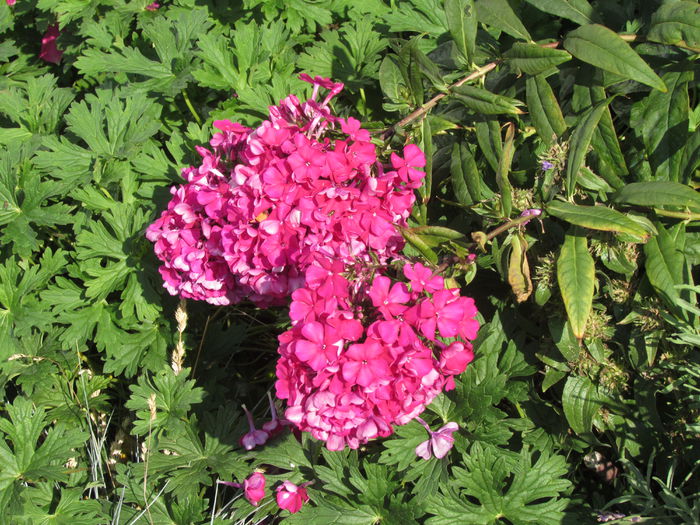 phlox starfire