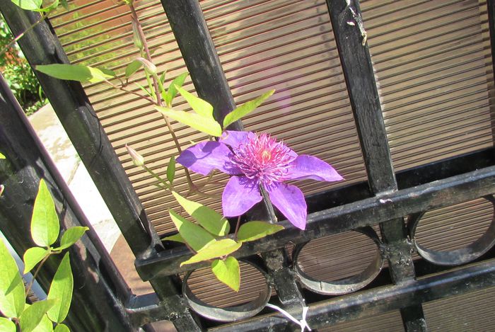 clematis Multi Blue