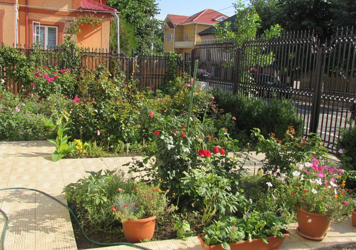 12 iulie - 2015 gradina mea