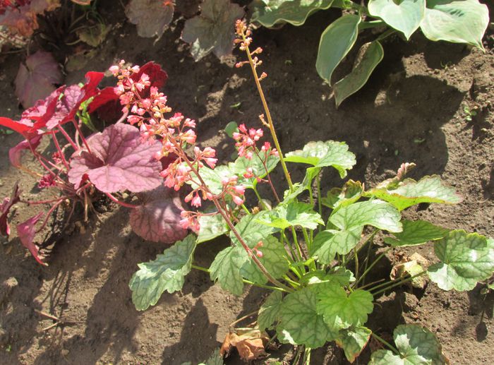 heuchera paris
