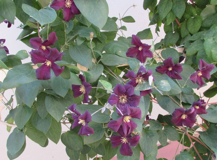 clematis Romantika