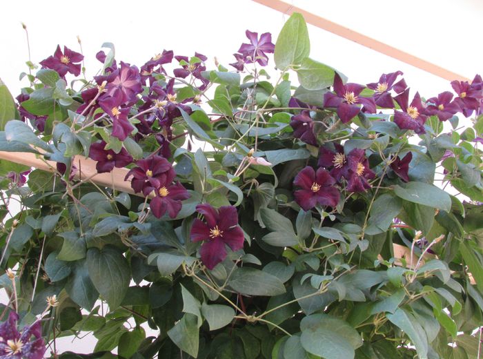 clematis Romantika