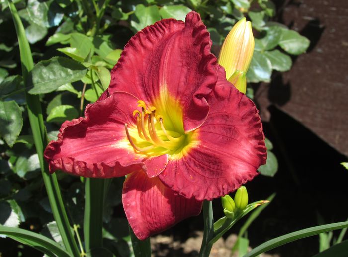 hemerocallis-voodoo-dancer