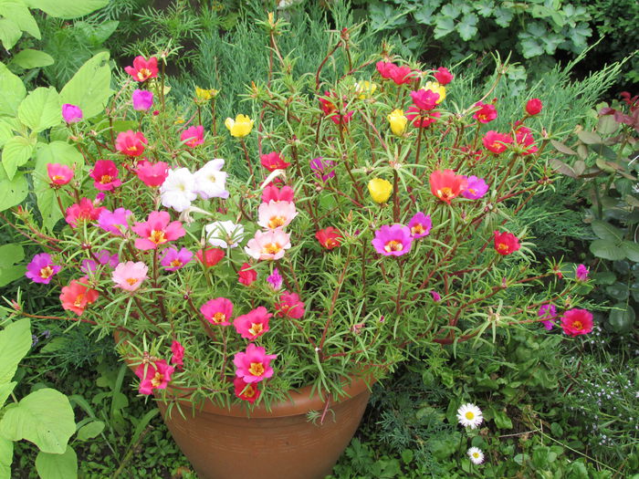 flori de piatra (portulaca)