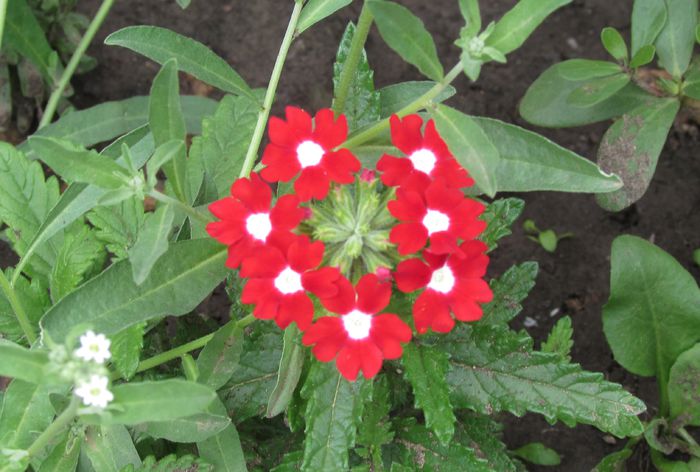 verbine