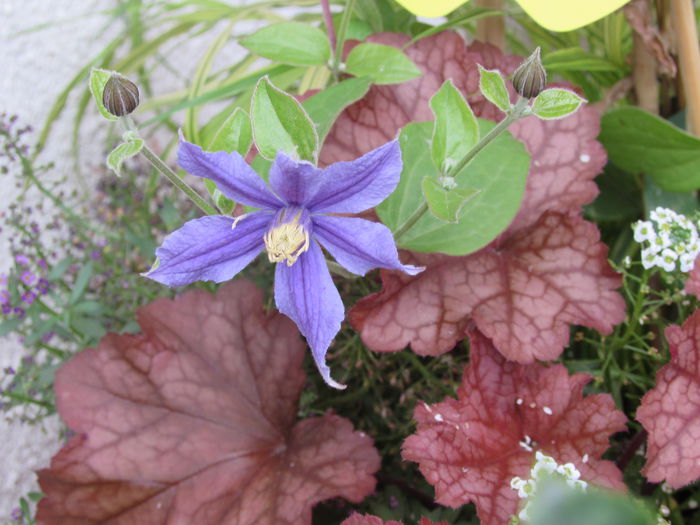 clematis Arabella, primele flori :))