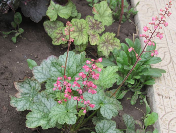 heuchera paris