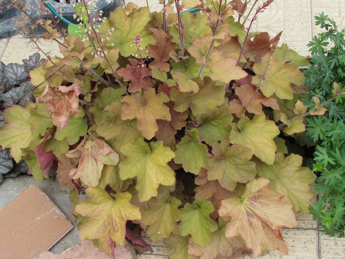 heuchera caramel(anul2) - 2015 plantele mele - II