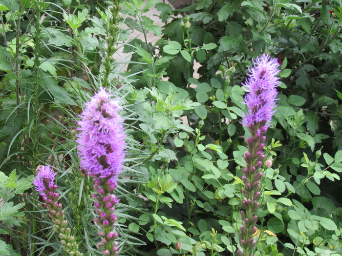 liatris spicata - 2015 plantele mele - II