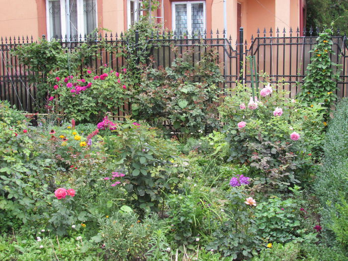 12 iulie - 2015 gradina mea