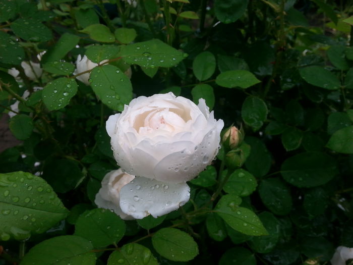 o ploaie dorita....si savurata de rose