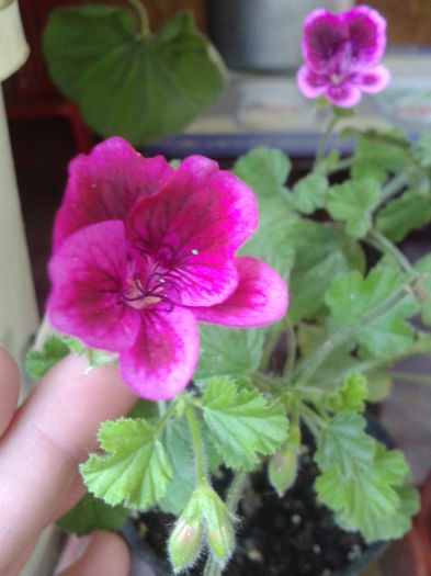 Pela Cottenham Wonder