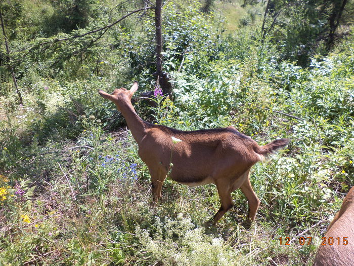 Caprioara la flori de Zburatoare