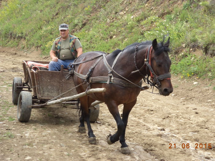 Costea cu atelajul - POZE FRUMOASE CU DE TOATE