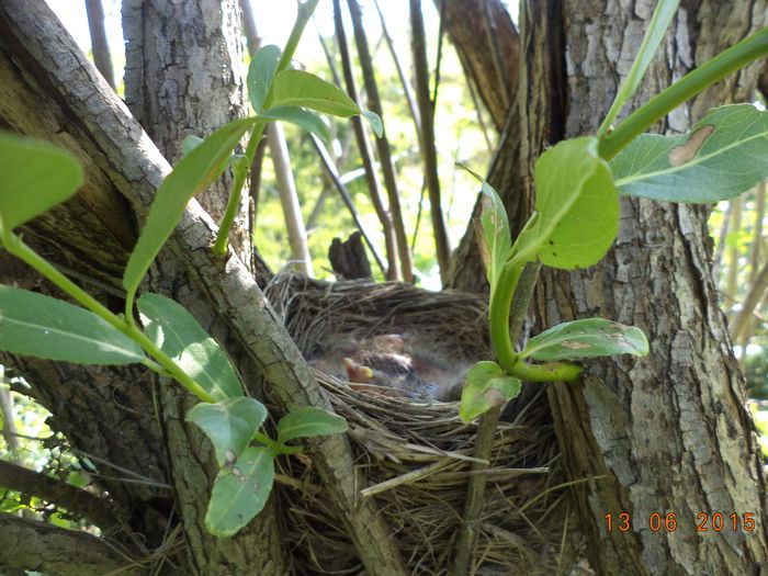 Cuibul de sturzi-2 - POZE FRUMOASE CU DE TOATE