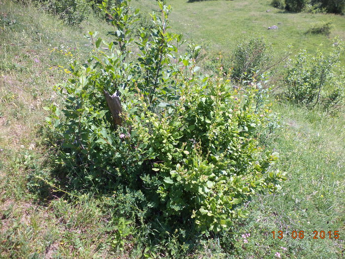Dracila verde - POZE FRUMOASE CU DE TOATE