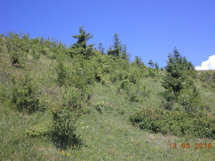 Frunzisuri si cetina  pt capre - POZE FRUMOASE CU DE TOATE