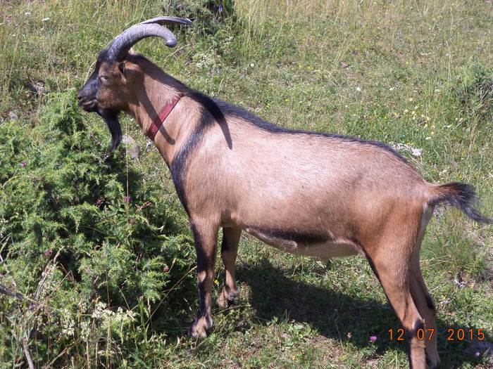 Ienuparul cam inteapa - POZE FRUMOASE CU DE TOATE