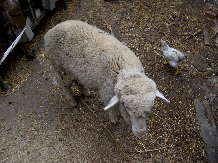 DSCF3952 lola 5 luni si 3 zile (1)