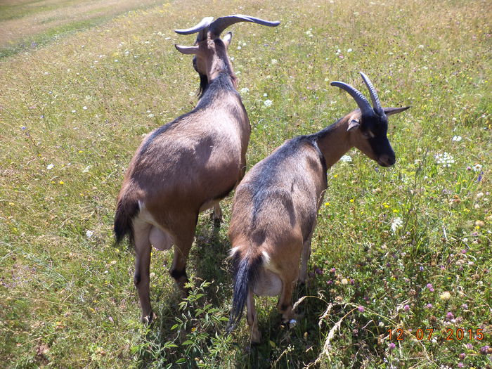 Loc cu flori multe-8