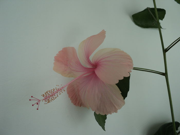 Dainty Pink - Hibiscus