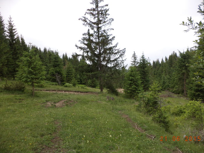 Paduri frumoase , oamenii nu sant oameni - POZE FRUMOASE CU DE TOATE